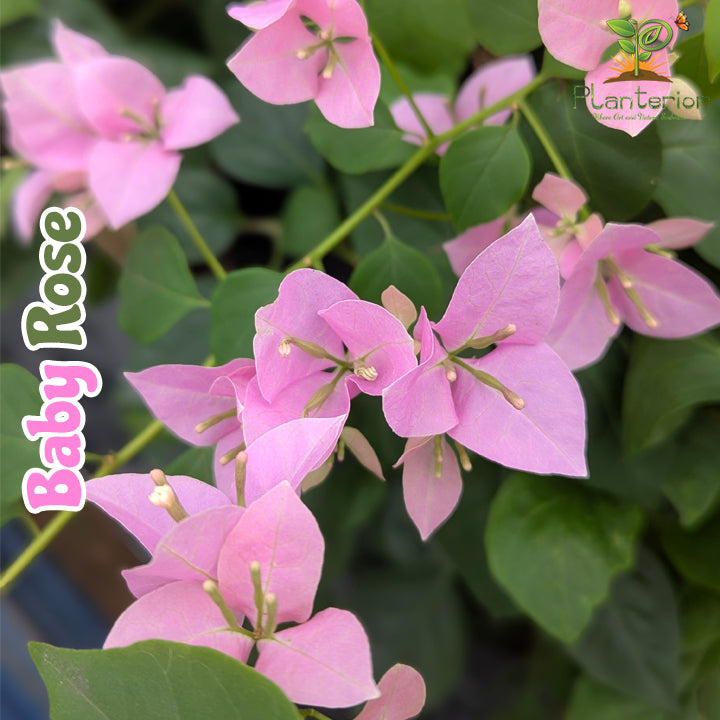 বেবি রোজ বাগানবিলাস । Baby Rose Bougainville । এক্সক্লুসিভ পিংক কালার