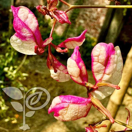 Bidadari Bougainvillea