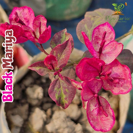 Black Mariya Bougainvillea