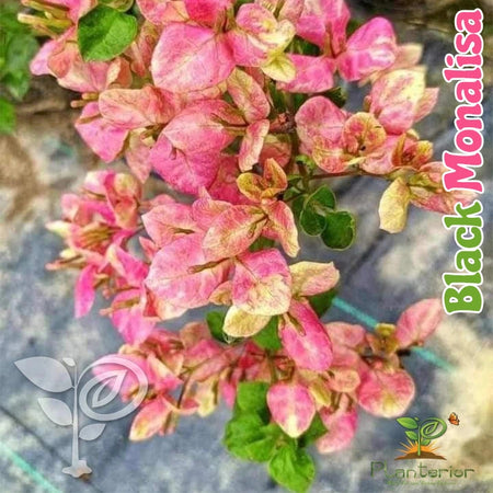 Black Monalisa Bougainvillea