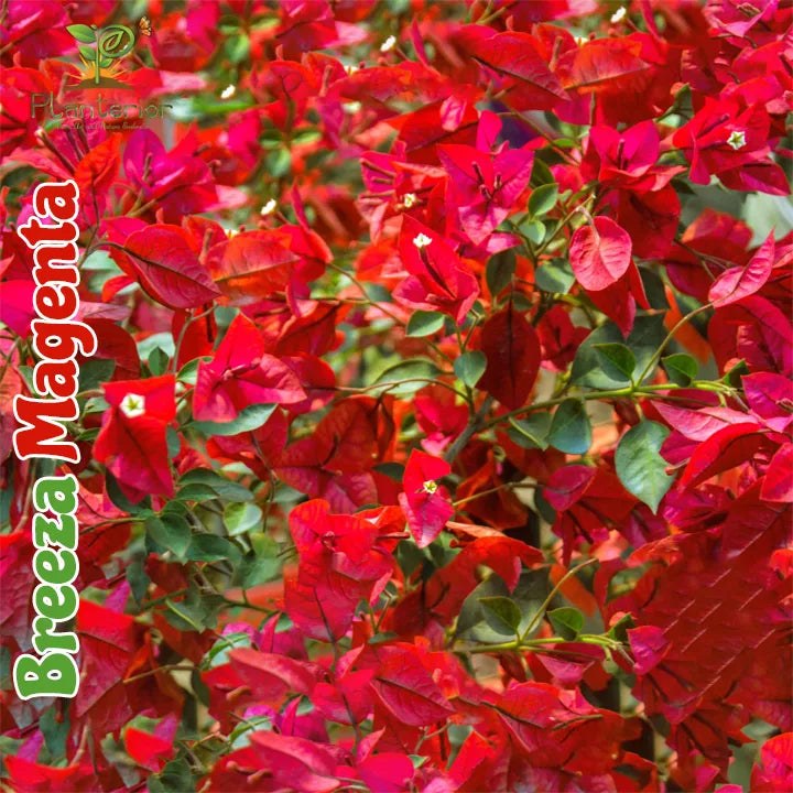 Breeza Magenta Bougainvillea