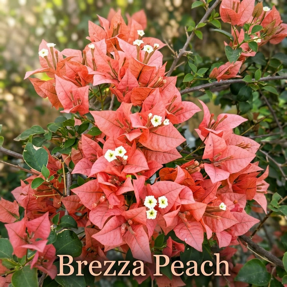 ব্রেজা পিচ বাগানবিলাস | Brezza Peach Baganbilash | Brezza Peach Bougainvillea