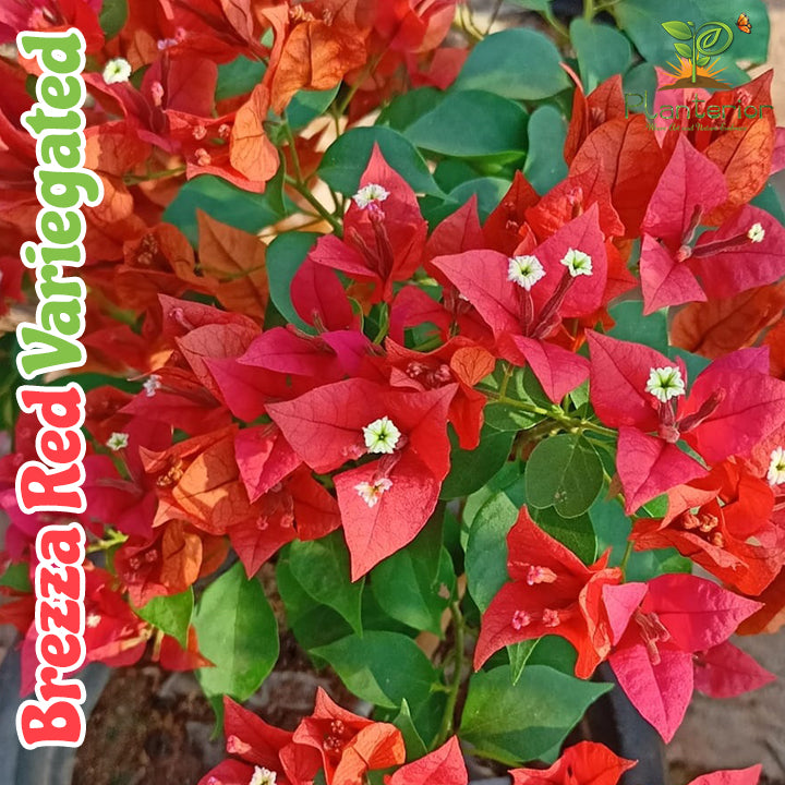 ব্রেজা রেড ভেরিগেটেড বাগানবিলাস | Brezza Red Variegated Baganbilash | Brezza Red Variegated Bougainvillea Grafted