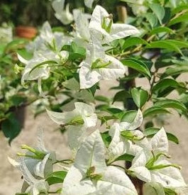 ব্রিজা হোয়াইট বাগানবিলাস | Brezza White Baganbilash | Brezza White Bougainvillea