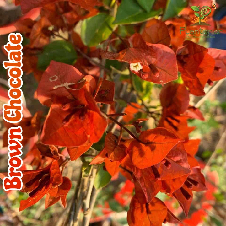 Brown Chocolate Bougainvillea
