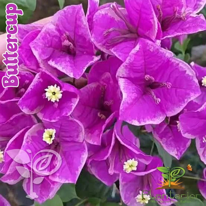 Buttercup Bougainvillea