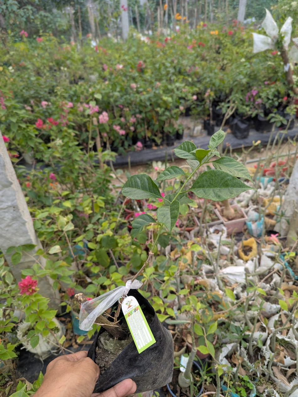 বাটারকাপ বাগানবিলাস | Buttercup Bougainvillea | Buttercup Baganbilash