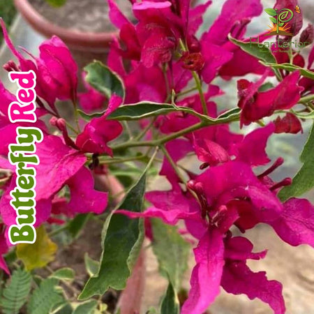 Butterfly Red