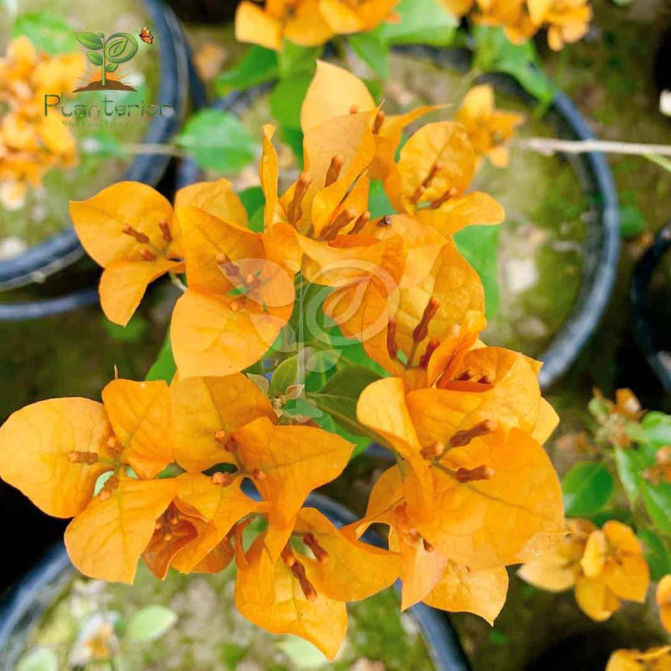 ক্যালিফর্নিয়া গোল্ড বাগানবিলাস | California Gold Bougainvillea