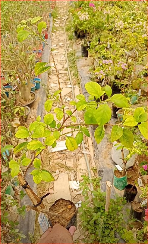 গ্লোডেন ব্লাক নাজারেনি বাগানবিলাস | Golden Black Nazarene Baganbilash | Golden Black Nazarene Bougainvillea Grafted