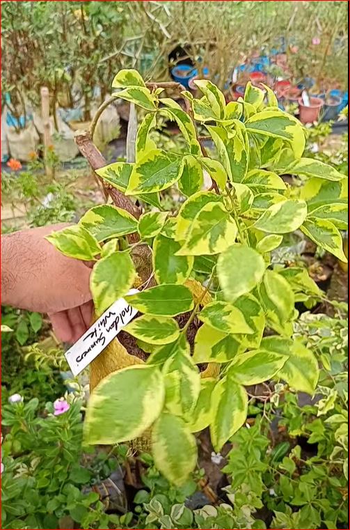 গোল্ডেন সামার হোয়াইট বাগানবিলাস | Golden Summer White Bougainvillea | Golden Summer White Baganbilash