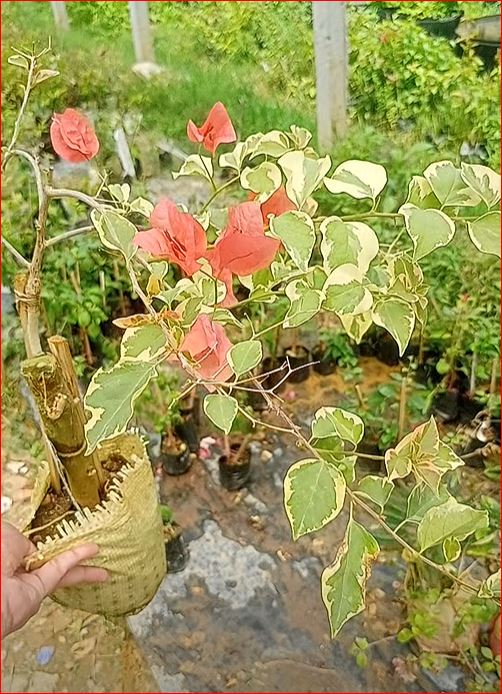 অরেঞ্জ আইস বাগানবিলাস | Orange Ice Baganbilash | Orange Ice Bougainvillea Grafted