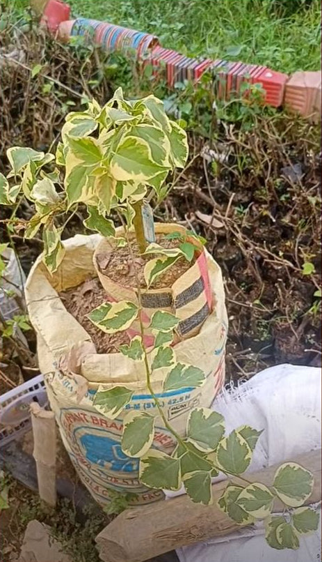 দানিয়া হোয়াইট বাগানবিলাস | Dania White Bougainvillea | Dania White Baganbilash