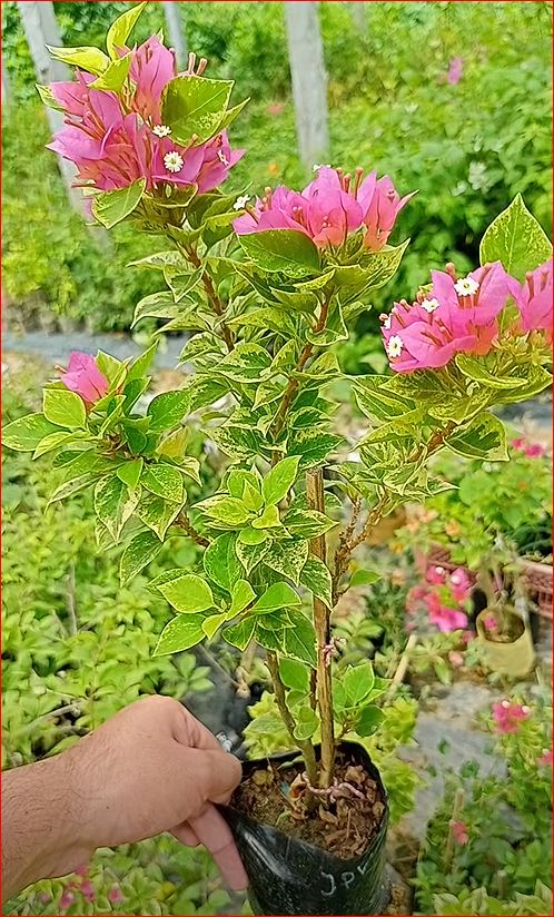 21 জুয়েল পিংক ভেরিগেটেড বাগানবিলাস | 21 Jewel Pink Variegated Baganbilash | Best Bonsai Bougainvillea |  গোলাপি বাগানবিলাস