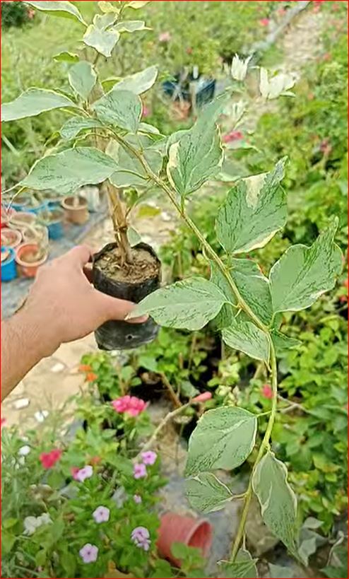 ব্রিজা হোয়াইট বাগানবিলাস | Brezza White Baganbilash | Brezza White Bougainvillea Grafted