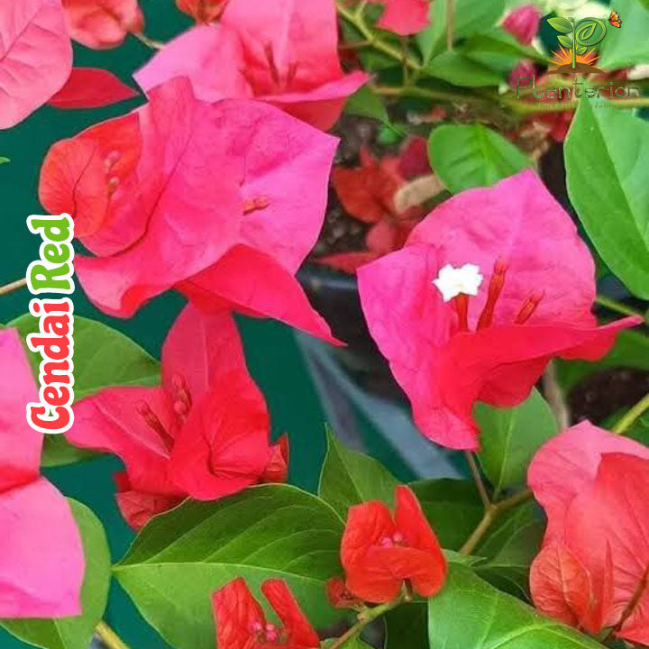চেনদাই রেড বাগানবিলাস | Cendai red Bougainvillea | Red Baganbilash