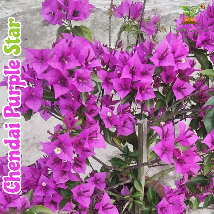 Chenda Purple Star Bougainvillea