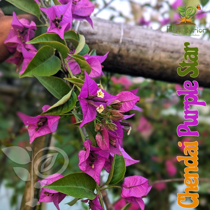চেন্দাই পারপেল স্টার বাগানবিলাস | Cendai Purple Star Bougainvillea | Cendai Purple Star Baganbilash