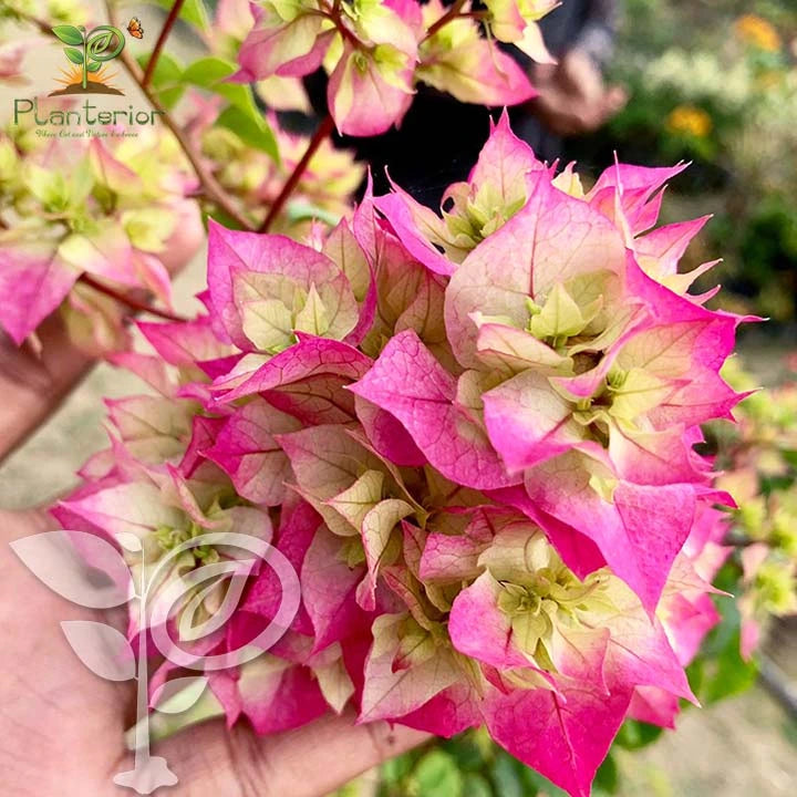 Cherry Blossom Bougainvillea