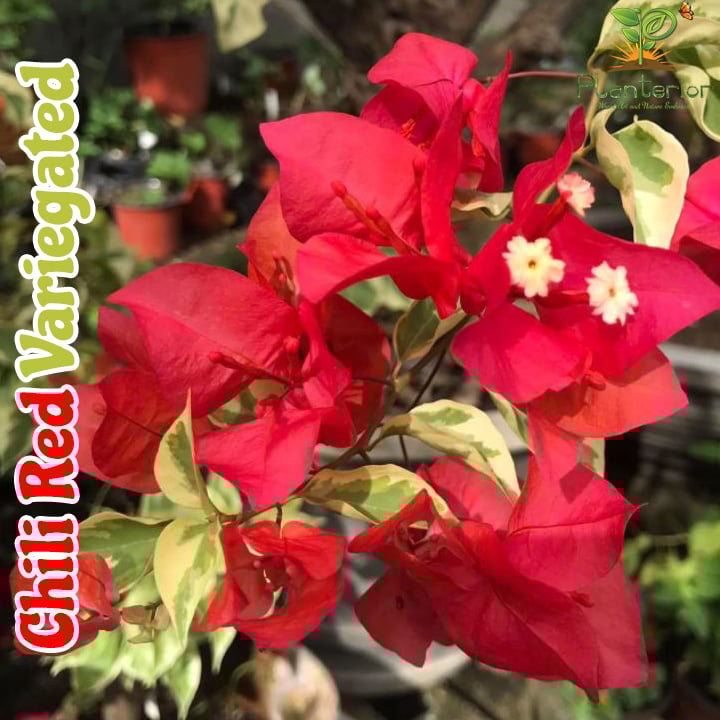 Chili Red Verigated Bougainvillea