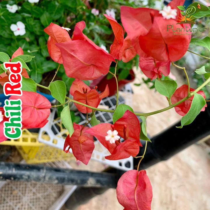 Chili Red Baganbilash