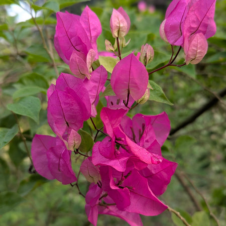 Chili Pink Bougainvillea 