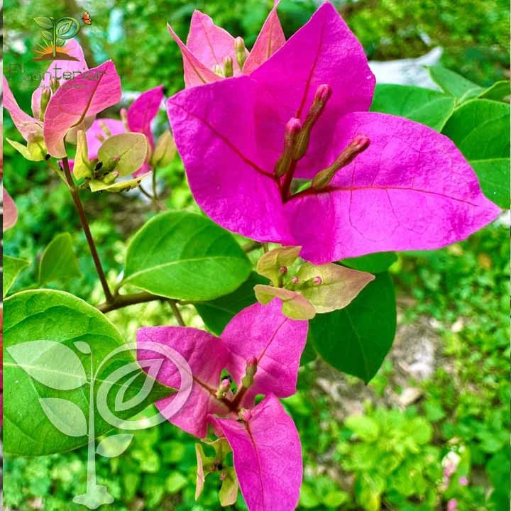 Chilli Pink Bougainvillea