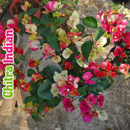 Chitra Indian Bougainvillea