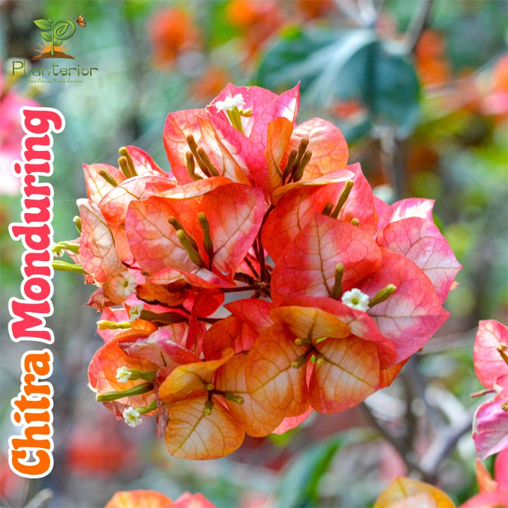 চিত্রা মোনডুরিং বাগানবিলাশ | Chitra Monduring Bougainvillea | Chitra Monduring Baganbilash