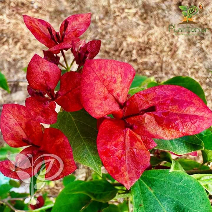 Christina Bougainvillea