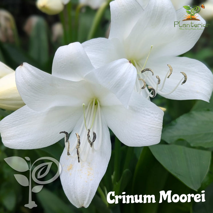 ক্রিনাম মুরেই সাদা লিলি বাল্ব | Crinum Moorei White Lily Bulb | Rare White Lily Flower Plant