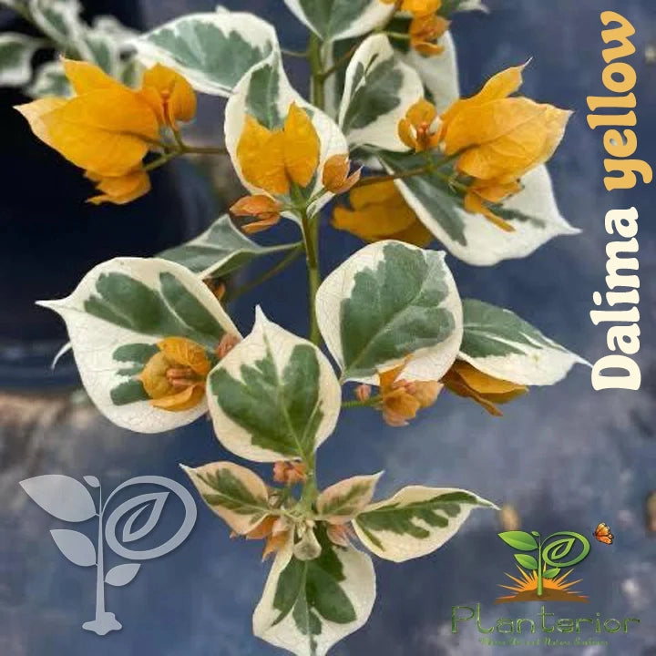 Dalima yellow Baganbilash Grafted