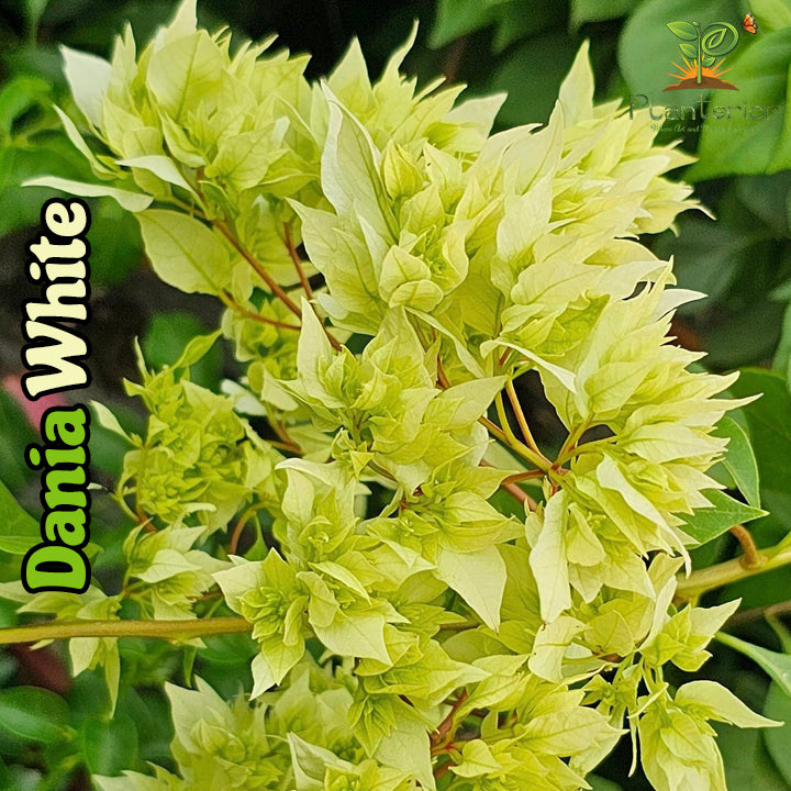 দানিয়া হোয়াইট বাগানবিলাস | Dania White Bougainvillea | Dania White Baganbilash