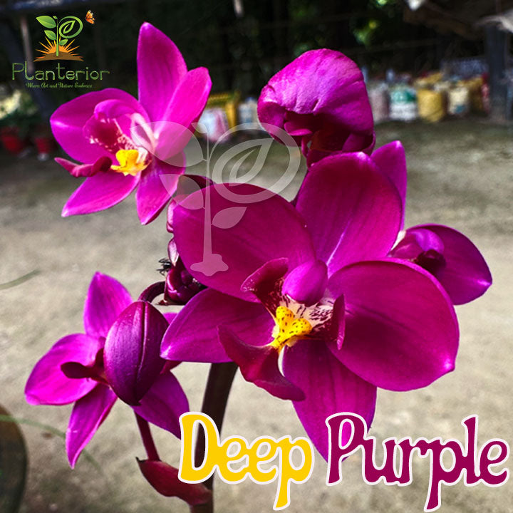 ডিপ পার্পল গ্রাউন্ড অর্কিড | Deep Purple Ground Orchid (Spathoglottis) – Live Flowering Plant