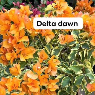 ডেল্টা ডান বাগানবিলাস | Delta Dawn Baganbilash | Delta Dawn Bougainvillea