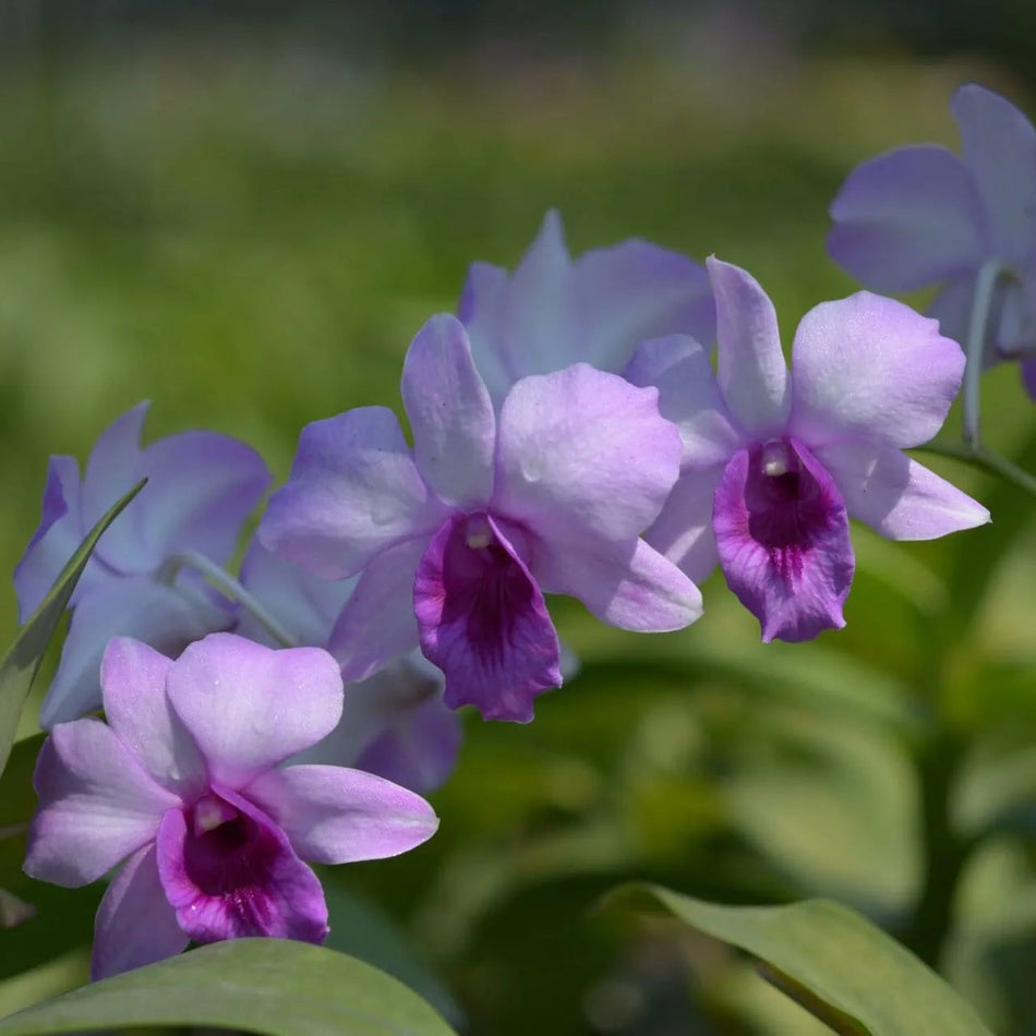 Dendrobium Blue Ocean