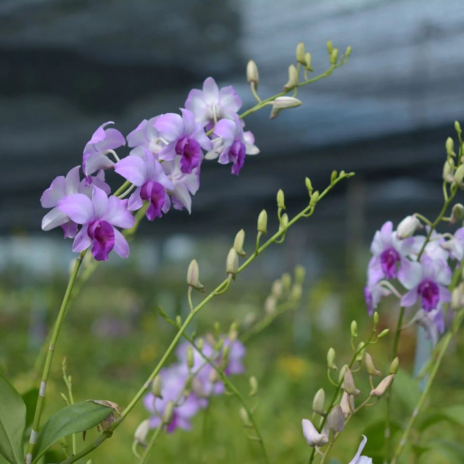 Dendrobium Blue Ocean