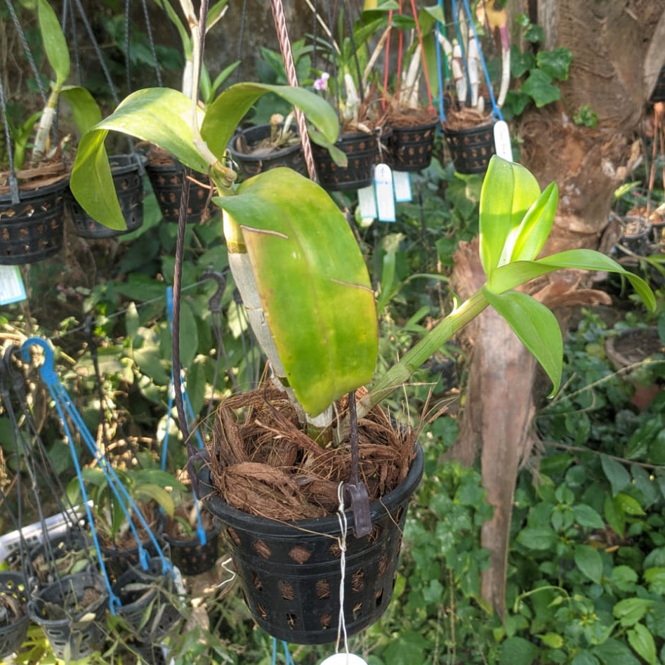 Dendrobium Blue Ocean