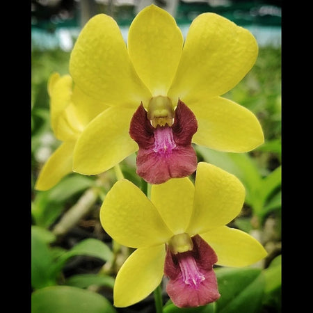 Dendrobium Burana Jade