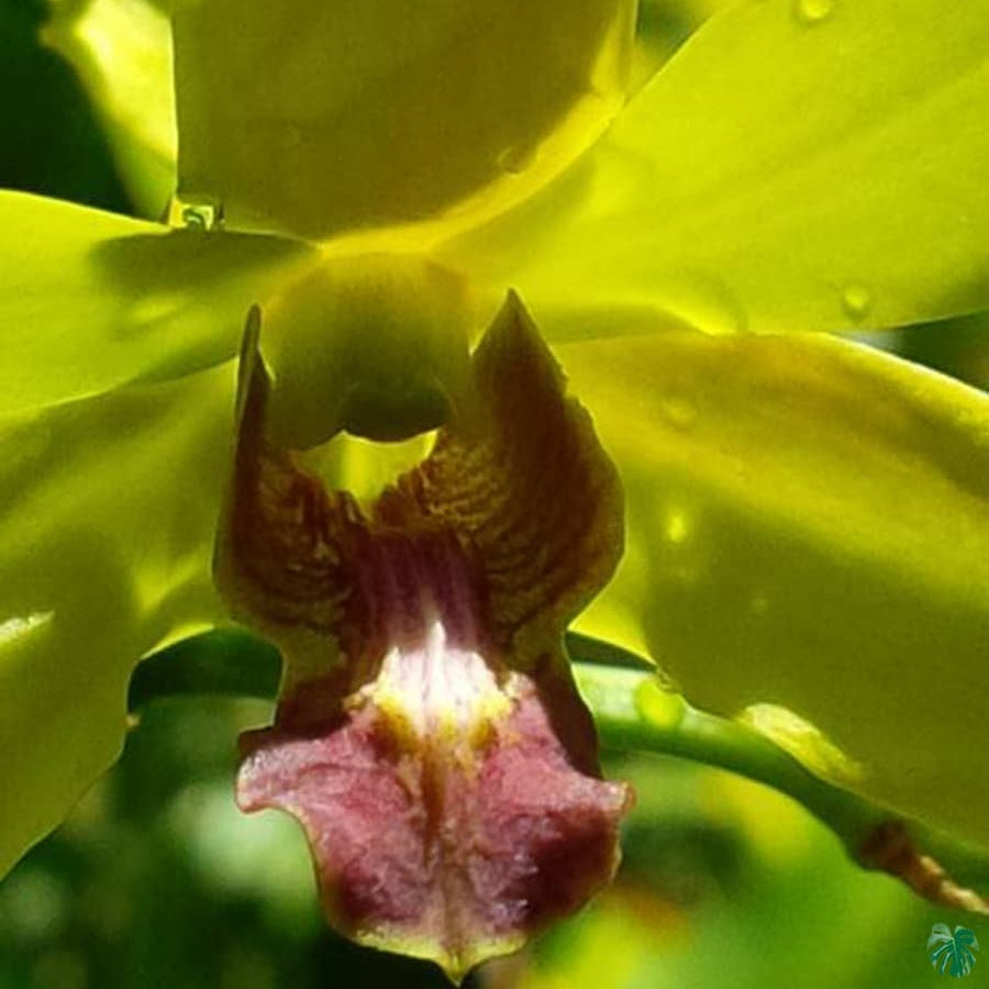 Dendrobium Burana Jade