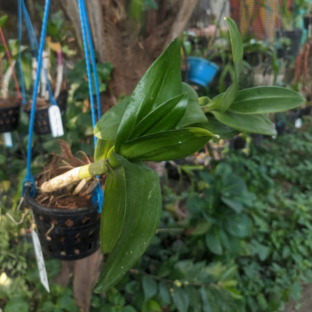 Dendrobium Burana Jade