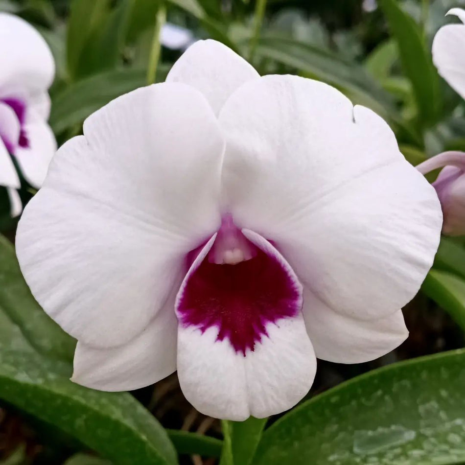 Dendrobium Pakbung Jambo Orchid