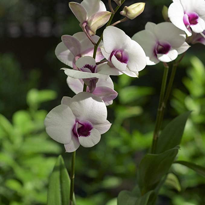 Dendrobium Pakbung Jambo Orchid