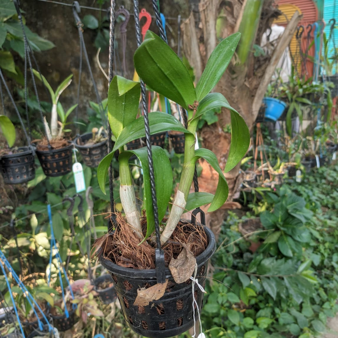Dendrobium Pakbung Jambo Orchid