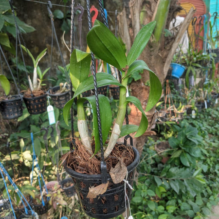Dendrobium Pakbung Jambo Orchid