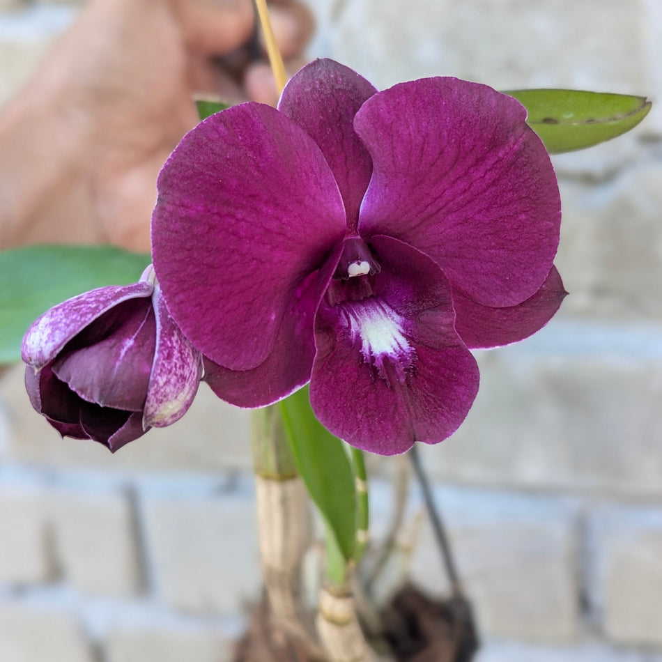 Dendrobium Red Panda