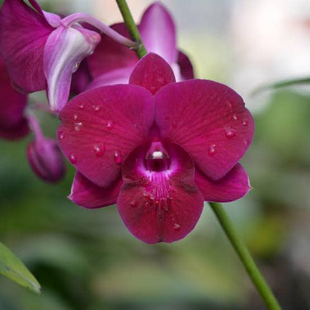 Dendrobium Red Panda