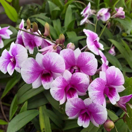 Dendrobium YaYa Orchid