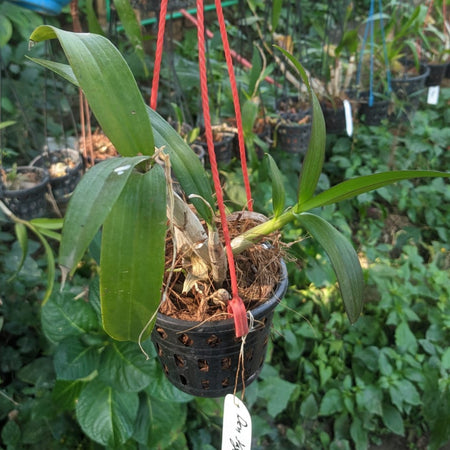 Dendrobium YaYa Orchid