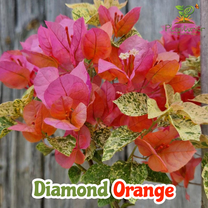 ডায়মন্ড অরেঞ্জ বাগানবিলাস | Diamond Orange Baganbilash | Diamond Orange Bougainvillea Grafted